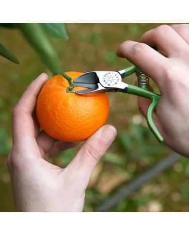Tijeras Recolección Cítricos M87ZU | Corte Bypass | Hoja Extrafina