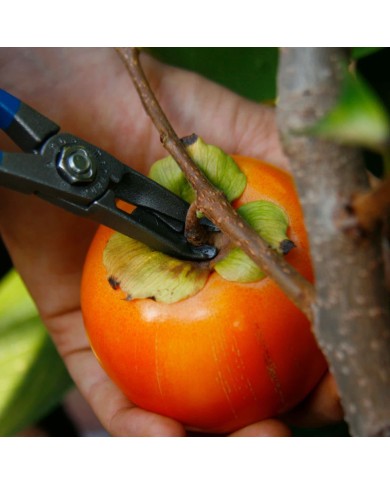 Tijeras para Recolección de Kakis M17 DI | Corte a Ras