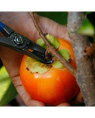 Tijeras para Recolección de Kakis M17 DI | Corte a Ras