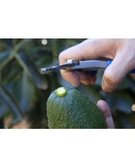 Tijera Profesional M25 AM para Cosecha de Aguacate