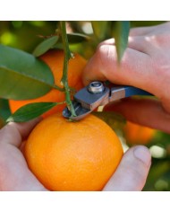 Tijeras M14 AM FRUIT CARE | Hojas Cóncavas