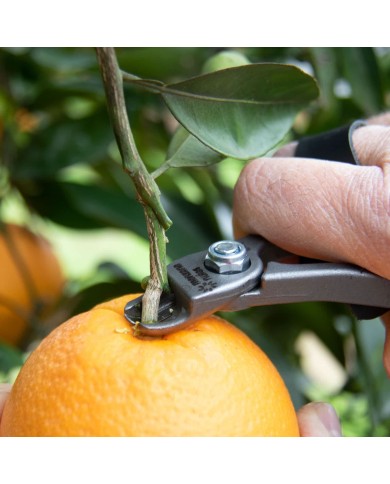 Tijeras M14XL AM para Cítricos | Hojas Cóncavas | Mangos Largos