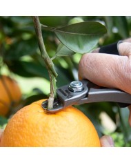 Tijeras M14XL AM para Cítricos | Hojas Cóncavas | Mangos Largos